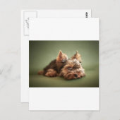 Yorkshire Terrier Postkarte (Vorne/Hinten)