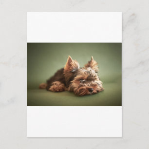 Yorkshire Terrier Postkarte