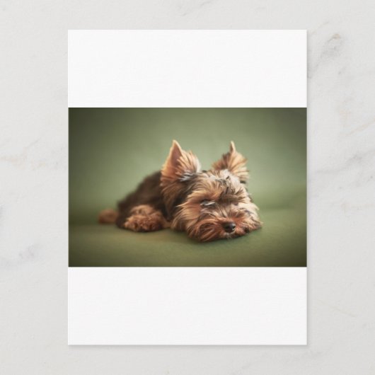 Yorkshire Terrier Postkarte (Vorderseite)
