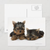 Yorkshire Terrier Postkarte (Vorne/Hinten)