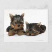 Yorkshire Terrier Postkarte (Vorderseite)
