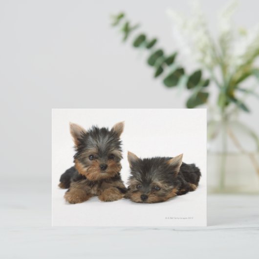 Yorkshire Terrier Postkarte (Stehend Vorderseite)