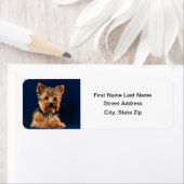 Yorkshire Terrier Puppy (Insitu)