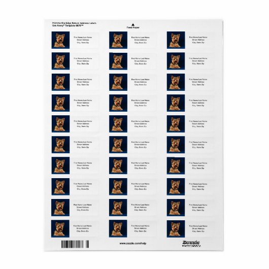 Yorkshire Terrier Puppy (Vorne)