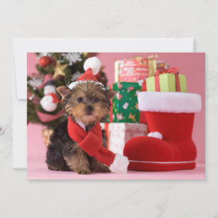 Yorkshire Terrier Puppy and Christmas Feiertagskarte