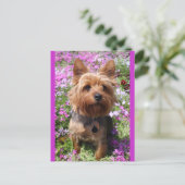 Yorkshire Terrier Puppy Dodge Lila Postkarte (Stehend Vorderseite)