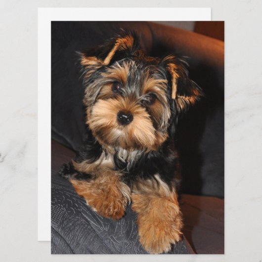 Yorkshire Terrier Puppy Dog (Vorne/Hinten)