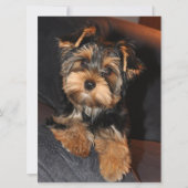 Yorkshire Terrier Puppy Dog (Vorderseite)