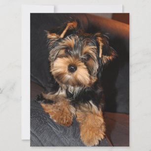 Yorkshire Terrier Puppy Dog