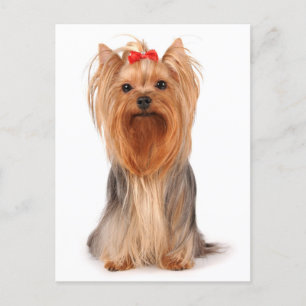 Yorkshire Terrier Puppy Dog Blank Yorkie Postcard Postkarte