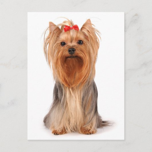 Yorkshire Terrier Puppy Dog Blank Yorkie Postcard Postkarte (Vorderseite)