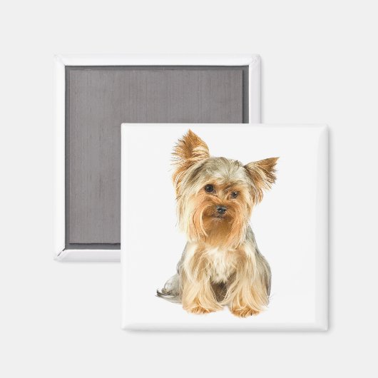 Yorkshire Terrier Puppy Dog Kühlschrankmagnet (Vorderseite/Rückseite)