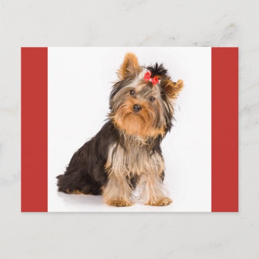 Yorkshire Terrier Puppy Dog leere Postkarte (Vorderseite)