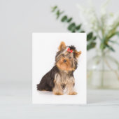 Yorkshire Terrier Puppy Dog leere Postkarte (Stehend Vorderseite)