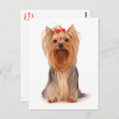 Yorkshire Terrier Puppy Dog leere Postkarte (Vorne/Hinten)