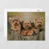 Yorkshire Terrier Puppy Dogs leere Postkarte (Vorne/Hinten)