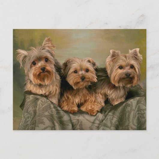 Yorkshire Terrier Puppy Dogs leere Postkarte (Vorderseite)