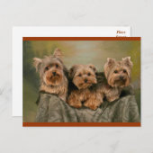 Yorkshire Terrier Puppy Dogs leere Postkarte (Vorne/Hinten)
