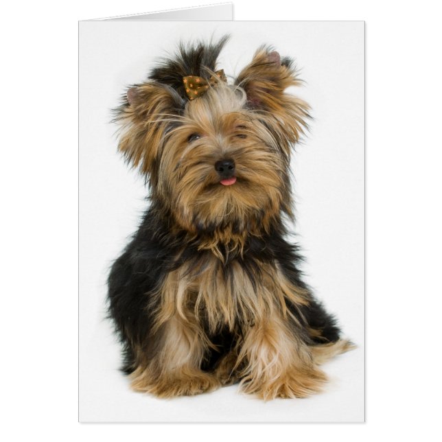 Yorkshire Terrier Puppy Doppy Blank Card (Vorne)