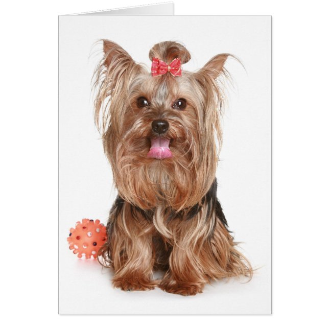 Yorkshire Terrier Puppy Doppy Blank Card (Vorne)