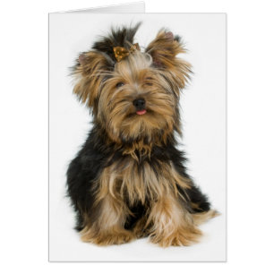 Yorkshire Terrier Puppy Doppy Blank Card