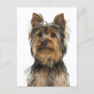 Yorkshire Terrier Puppy Doppy Blank Post Card Postkarte