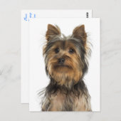 Yorkshire Terrier Puppy Doppy Blank Post Card Postkarte (Vorne/Hinten)