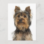 Yorkshire Terrier Puppy Doppy Blank Post Card Postkarte (Vorderseite)