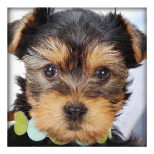 Yorkshire Terrier Puppy Fotodruck