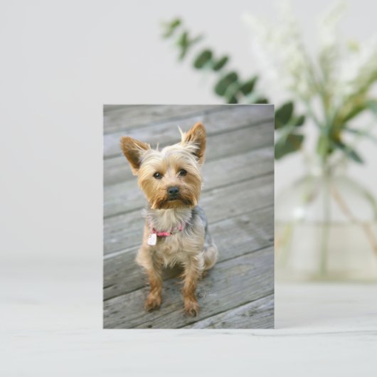 Yorkshire Terrier Puppy - jhelene Design Postkarte (Stehend Vorderseite)