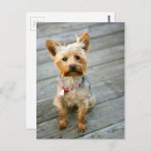 Yorkshire Terrier Puppy - jhelene Design Postkarte (Vorne/Hinten)