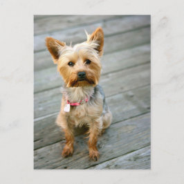 Yorkshire Terrier Puppy - jhelene Design Postkarte