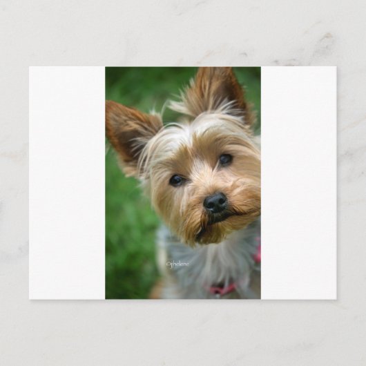 Yorkshire Terrier Puppy - "jjhelene design" Postkarte (Vorderseite)