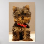 Yorkshire Terrier Puppy Poster (Vorne)