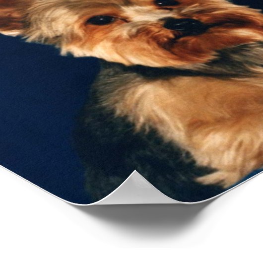 Yorkshire Terrier Puppy Poster (Ecke)