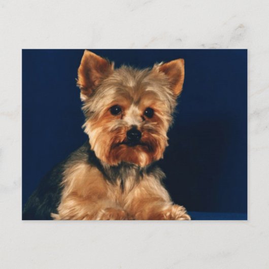 Yorkshire Terrier Puppy Postkarte (Vorderseite)