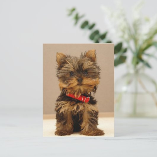 Yorkshire Terrier Puppy Postkarte (Stehend Vorderseite)