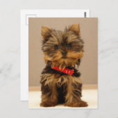 Yorkshire Terrier Puppy Postkarte (Vorne/Hinten)
