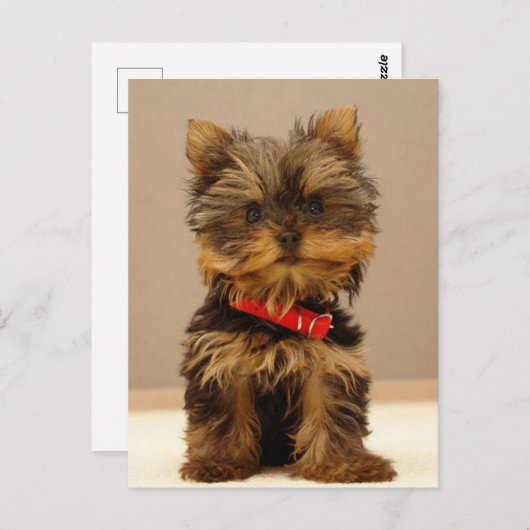 Yorkshire Terrier Puppy Postkarte (Vorne/Hinten)