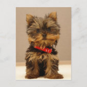 Yorkshire Terrier Puppy Postkarte (Vorderseite)