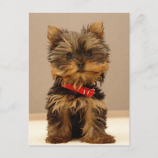 Yorkshire Terrier Puppy Postkarte (Vorderseite)