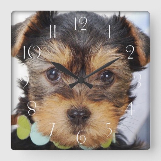 Yorkshire Terrier Puppy Quadratische Wanduhr (Vorderseite)