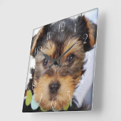 Yorkshire Terrier Puppy Quadratische Wanduhr (Winkel)