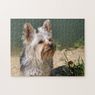 Yorkshire Terrier Puzzle