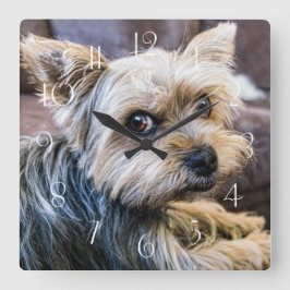 Yorkshire Terrier Quadratische Wanduhr