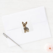 Yorkshire Terrier Quadratischer Aufkleber (Umschlag)