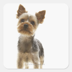 Yorkshire Terrier Quadratischer Aufkleber