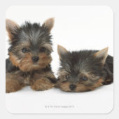 Yorkshire Terrier Quadratischer Aufkleber (Vorderseite)