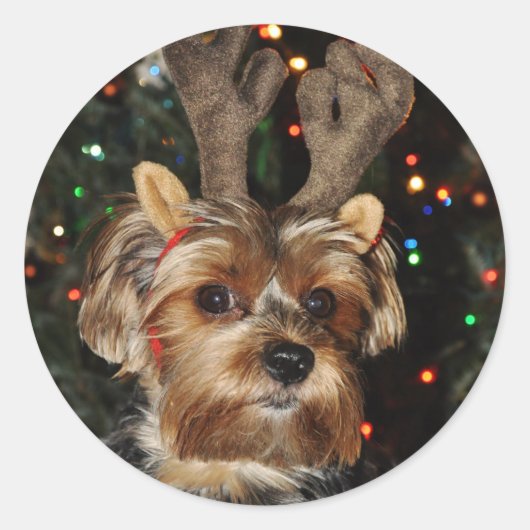 Yorkshire Terrier Round Sticker (Vorderseite)