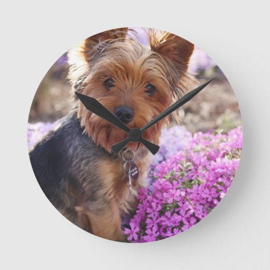 Yorkshire Terrier Runde Wanduhr (Vorderseite)